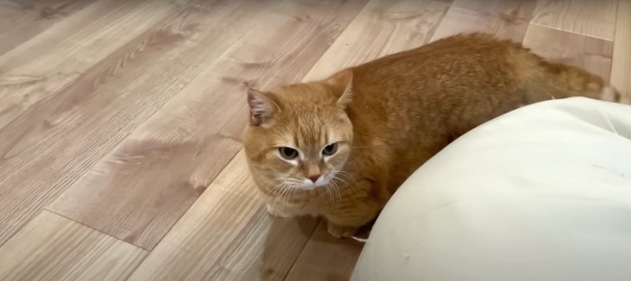 歩いている猫