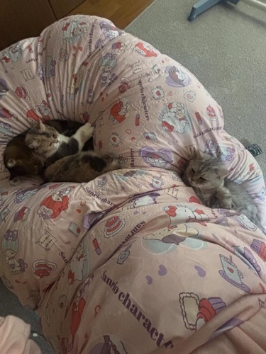 布団の上に乗る猫たち