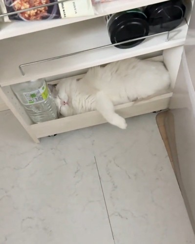 気持ちよさそうな猫