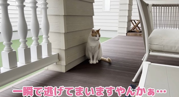 座っている猫