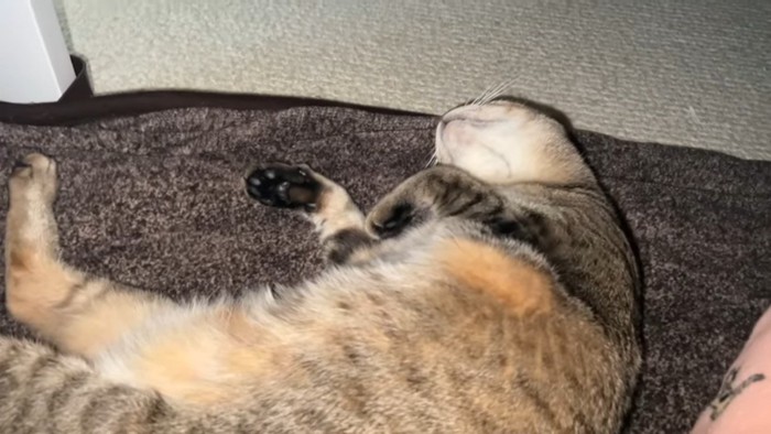 寝転ぶうーちゃん