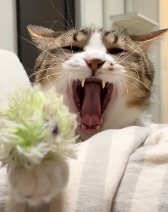前脚にオモチャを乗せあくびする猫