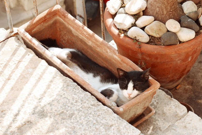 狭い場所で寝る猫