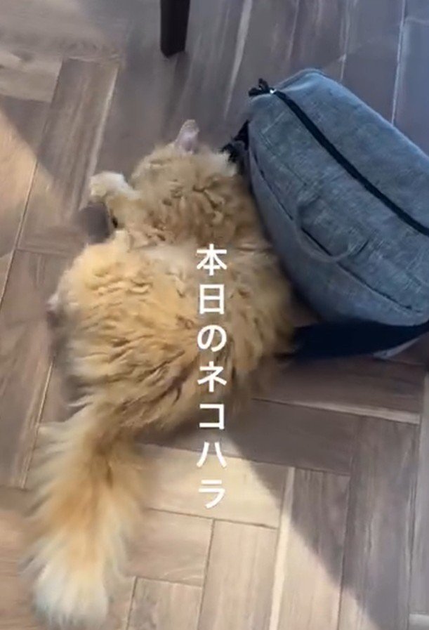飼い主のバッグで遊ぶ猫