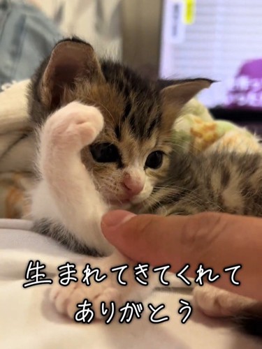前足を上げて寝そべる子猫