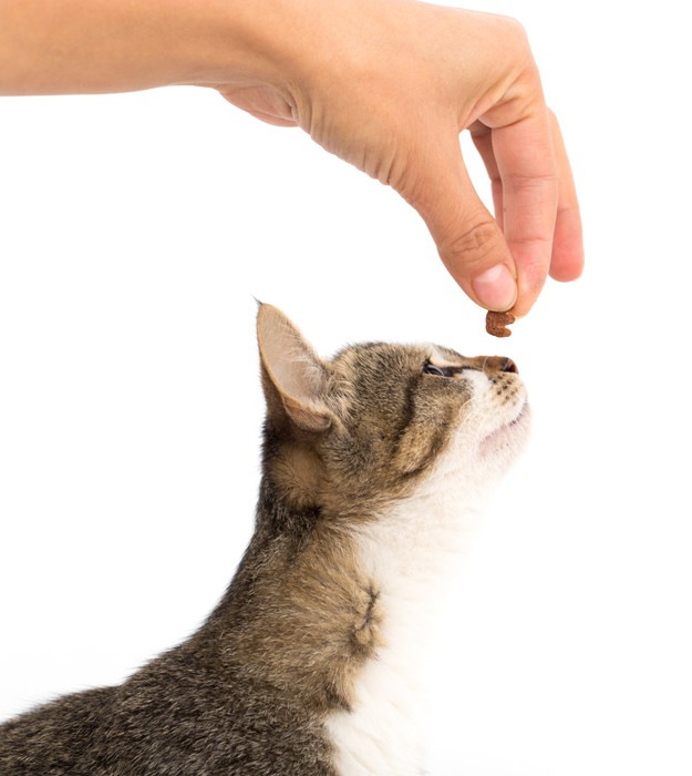 手に持っている餌を見つめる猫