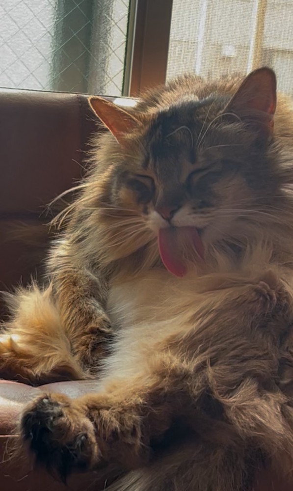 舌を出すなーさん