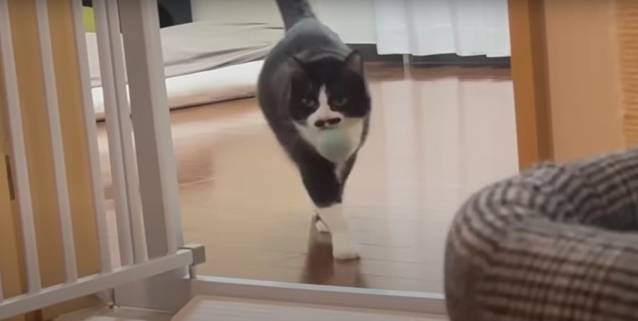 ボールをくわえる猫