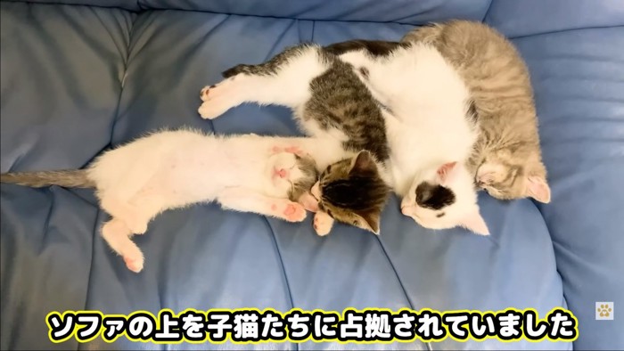 子猫4匹