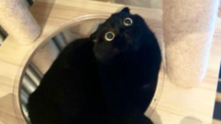 室内にいる猫