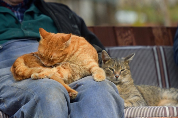 人のひざの上で体をなめる猫