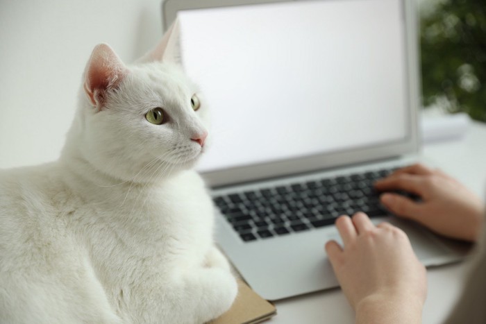 女性のPCデスクの上でまったりする猫