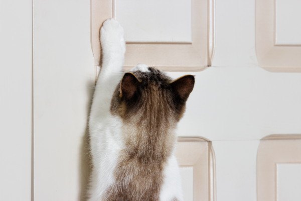 ドアを開けようとする猫