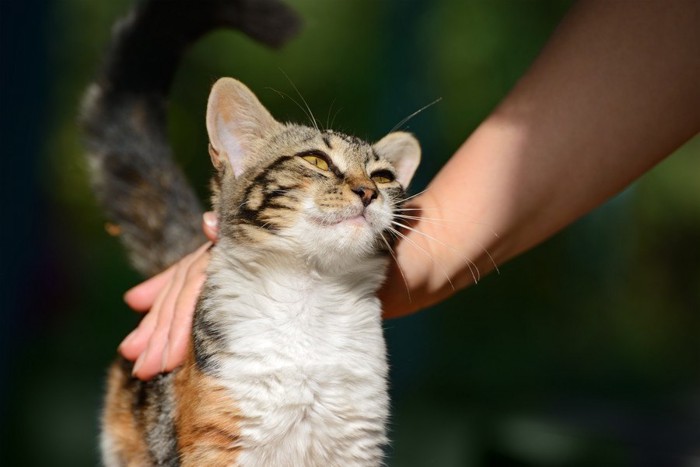 尻尾をピンと立てて喜ぶ猫