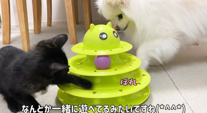 遊んでいる猫と犬