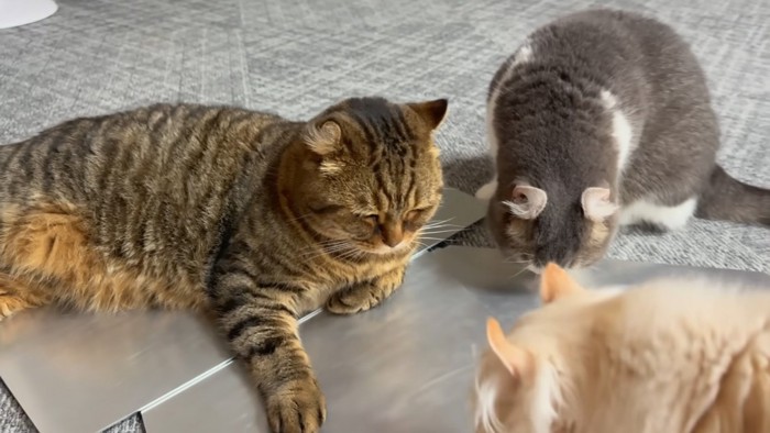 検品猫
