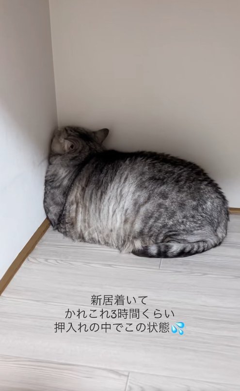 壁の角に顔を押し付けている猫(引き)