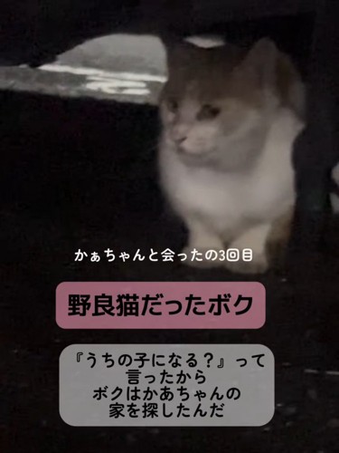 横を向く猫