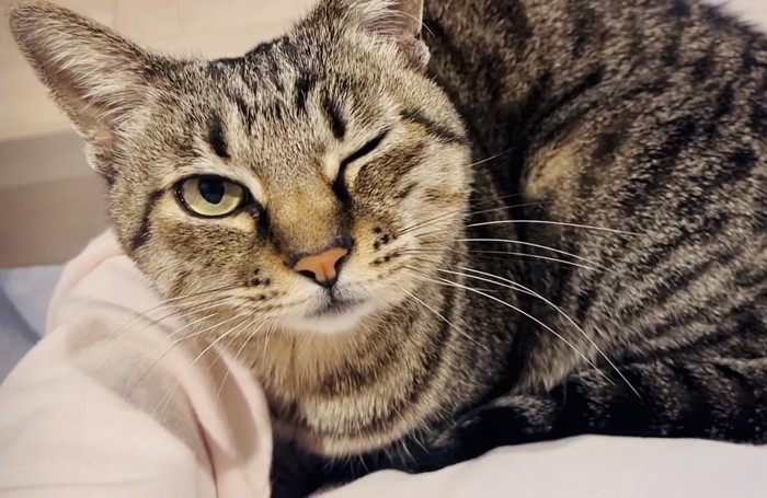 ママの膝の上でくつろぐキジトラ猫