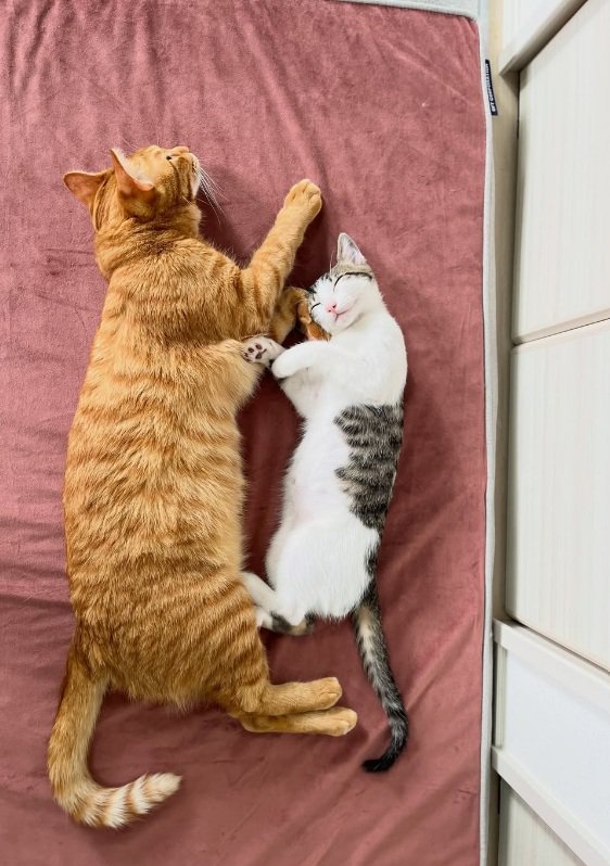向かい合って寝る猫