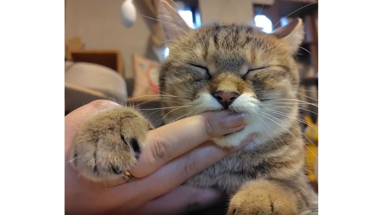 指をしゃぶる猫