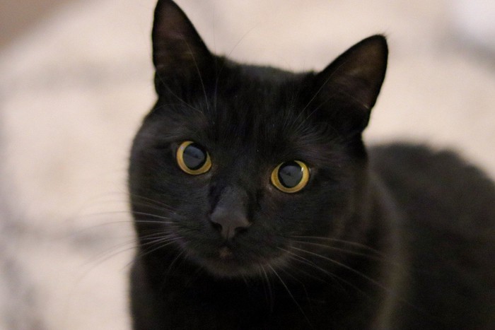 見つめる黒猫