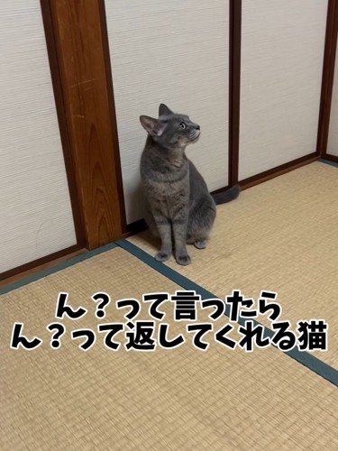 横を向く猫