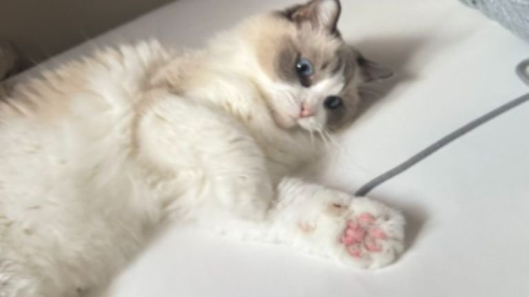 室内にいる猫