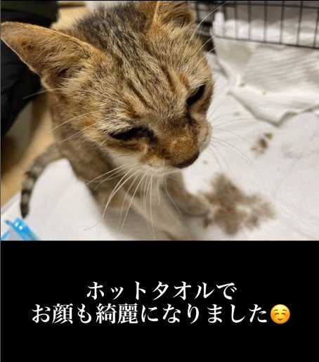 顔が綺麗になった猫