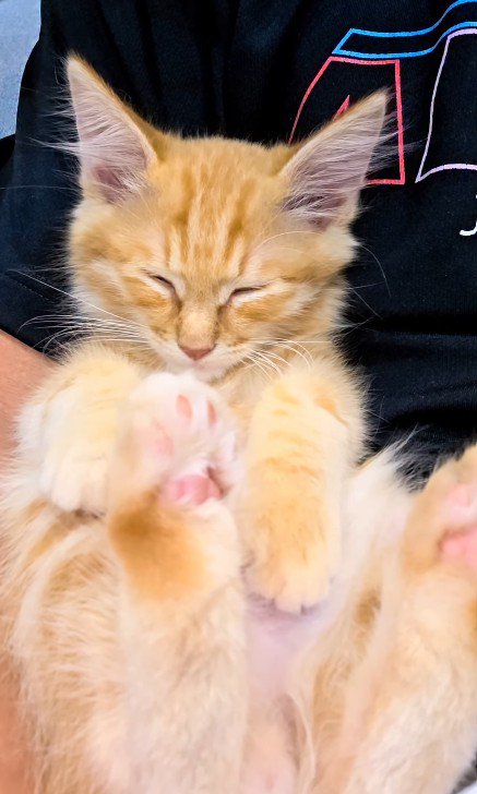 寝ている子猫