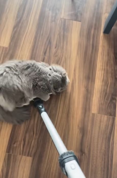 掃除機のヘッドの上で伏せる猫