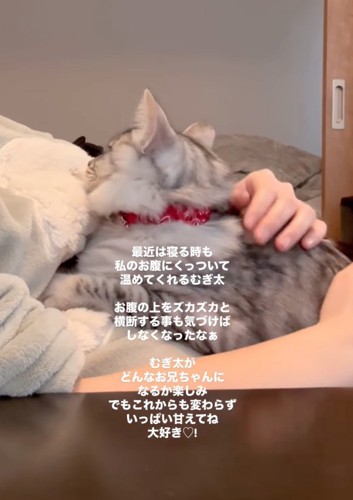 お腹に寄りかかる猫