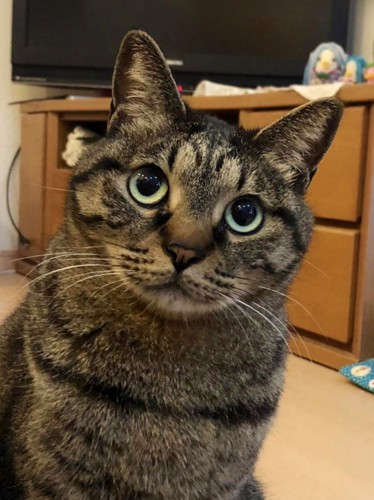 穏やかな表情で上を見上げているキジトラ猫