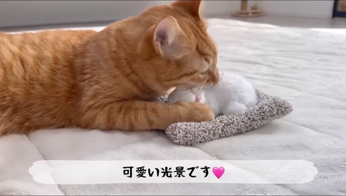 おもちゃの猫にくっつく茶トラ猫