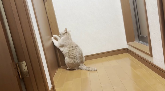 ドアをひっかいている猫