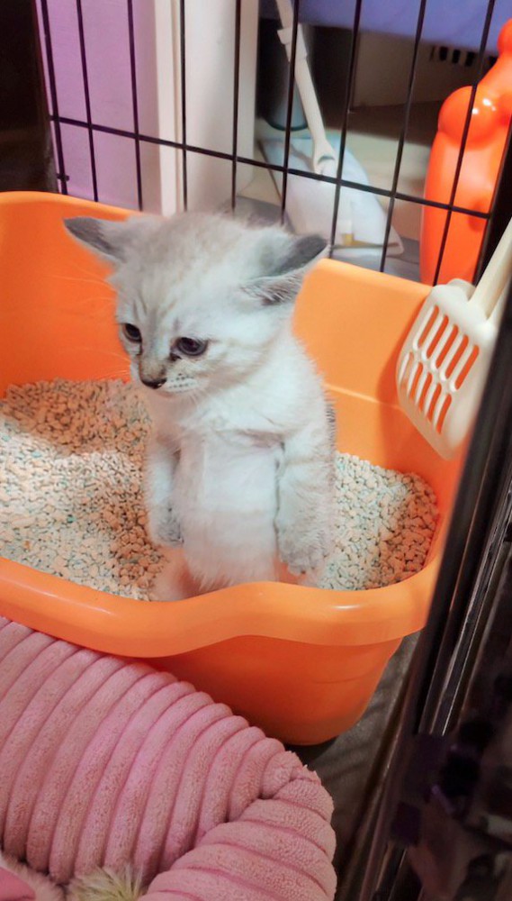 トイレの中で立ち上がる子猫