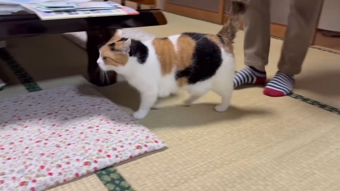 歩く三毛猫2