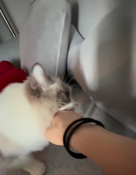 飼い主の手を噛む猫