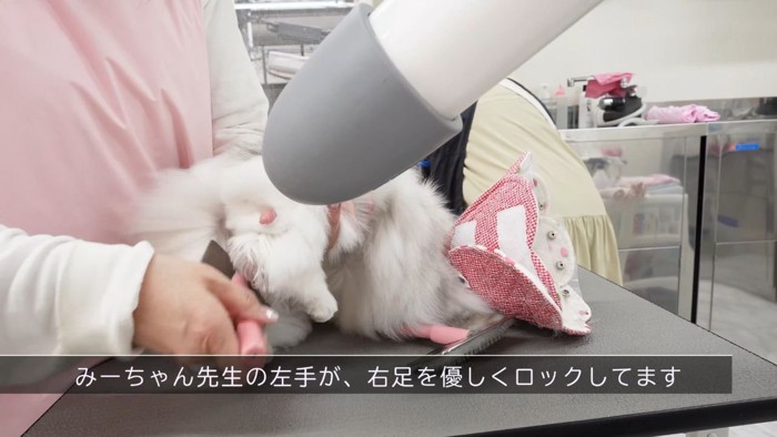 ドライヤー中の白猫2