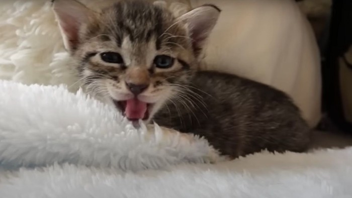 ぐずり鳴く1匹のキジトラ子猫