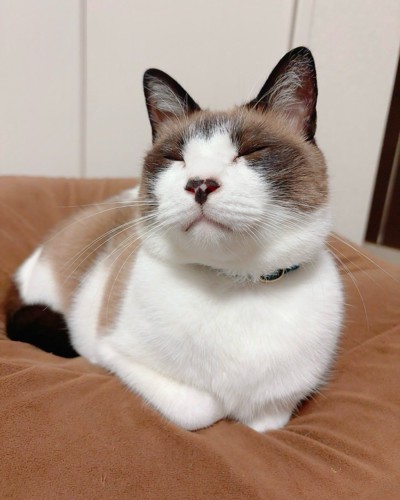 おねだりぽんちゃん