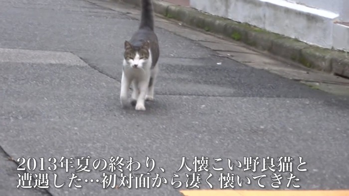 歩いてくる猫