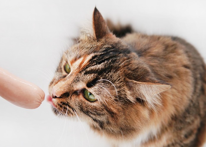 魚肉ソーセージに鼻先を近づけている猫
