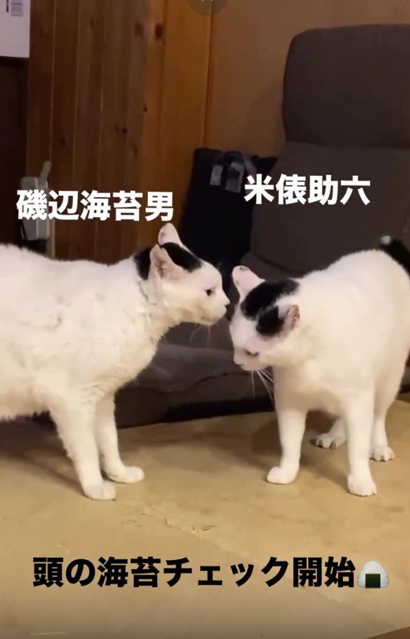 2匹の白黒猫