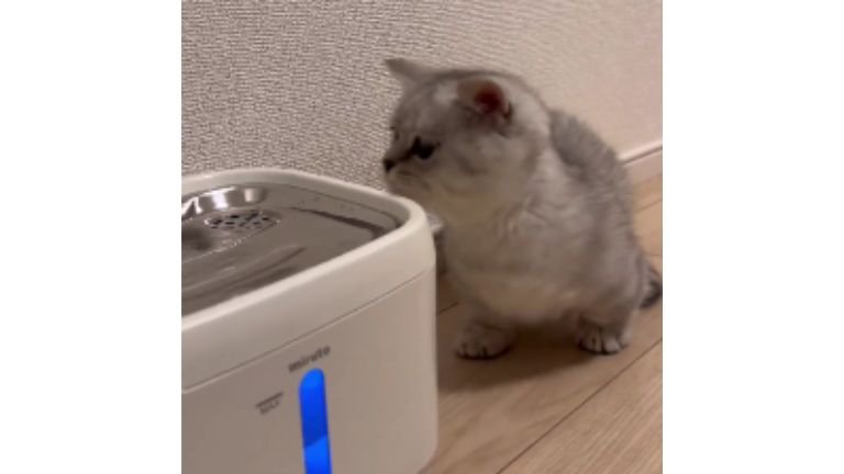 猫と自動給水機