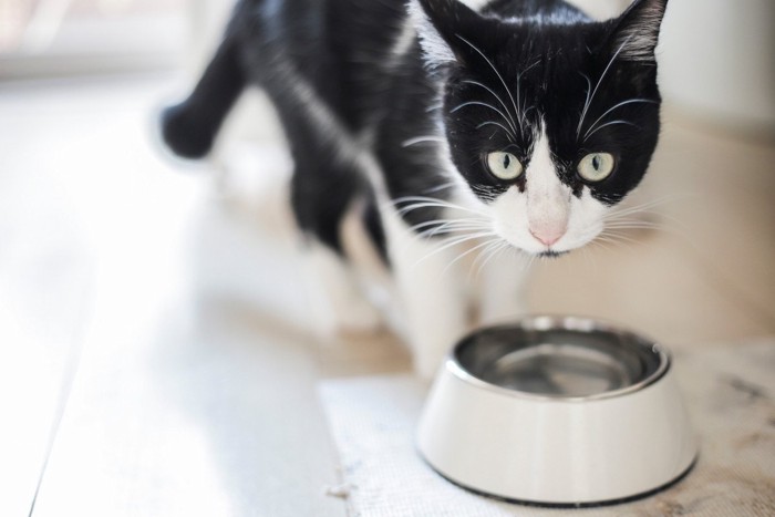 水を飲んでいる猫