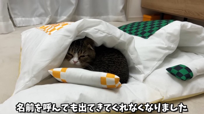 目を細める猫