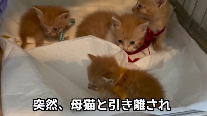 ケージの中にいる子猫たち