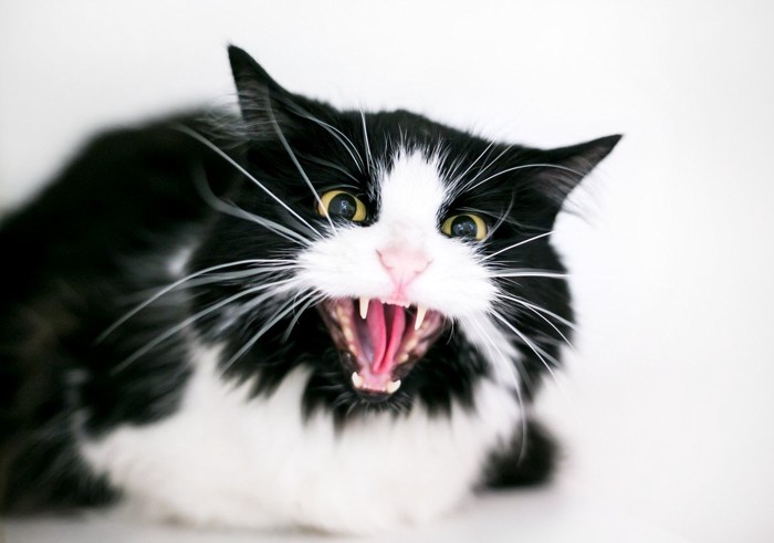 シャーする猫