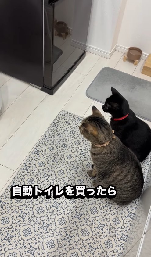 キッチンマットの上で並んでお座りをして画面左側を見つめる2匹の猫(横)